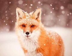 WinterFox.jpg