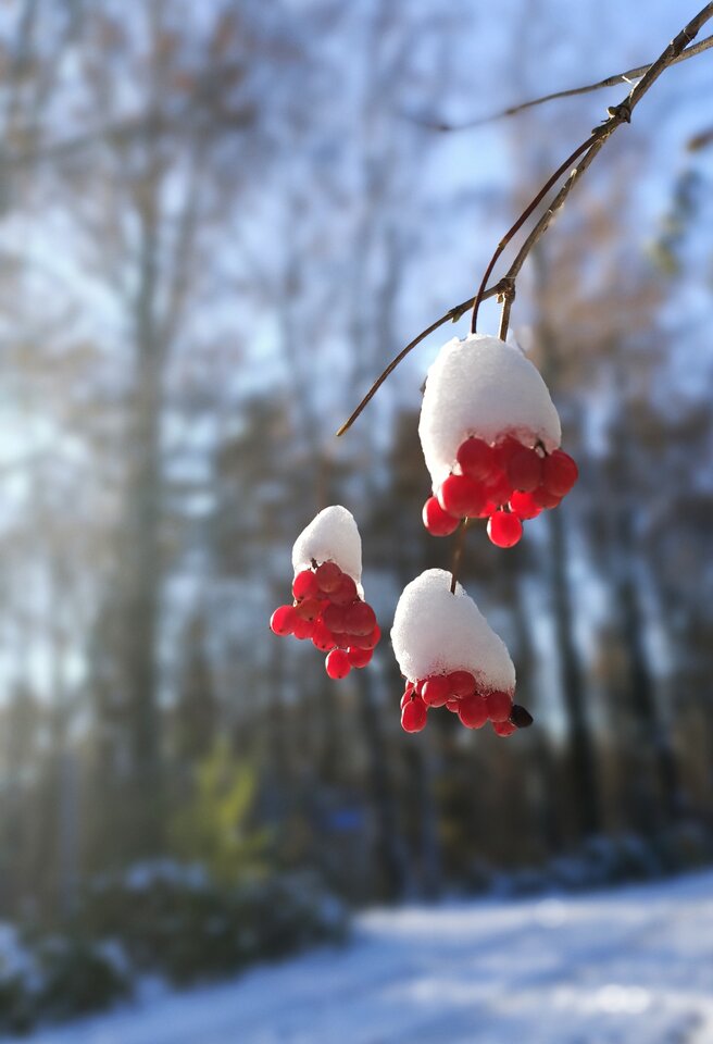 zima..zima... - electrboy