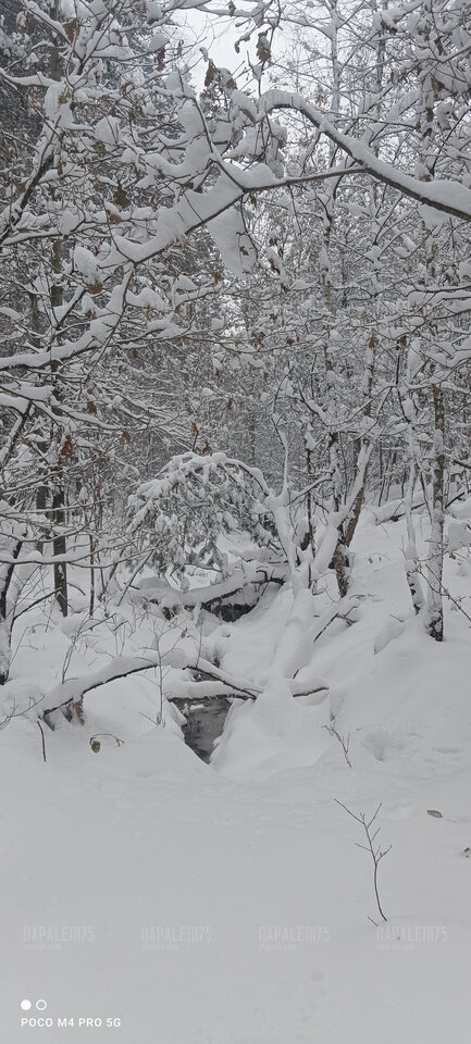 Po gołej dupie, kolej na zimowy spacer po lesie - Napaleni75
