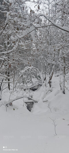 Po gołej dupie, kolej na zimowy spacer po lesie