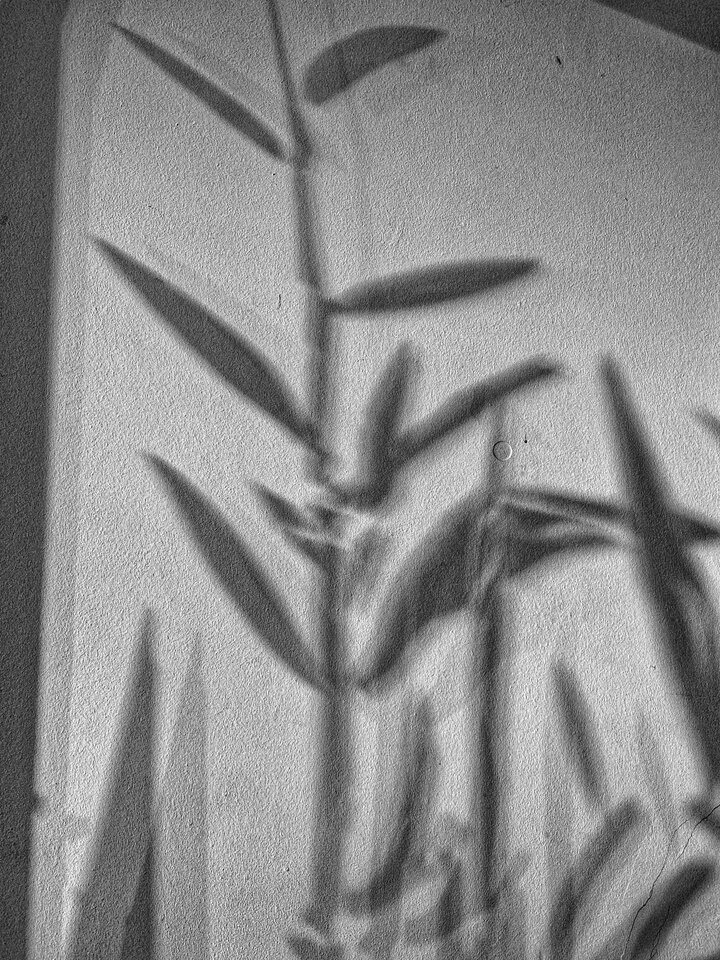 IMG_3490.jpeg - BoskiRafaello