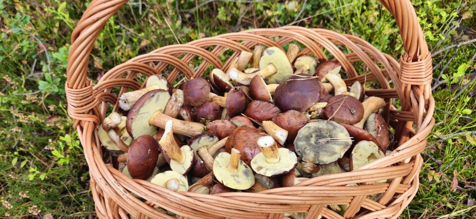 1000017990.jpg - HMen1