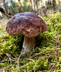 IMG_5495.jpeg