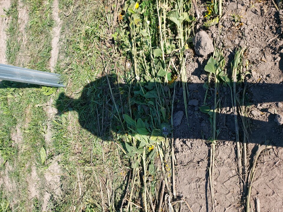 20240709_091205.jpg - Puszysty3