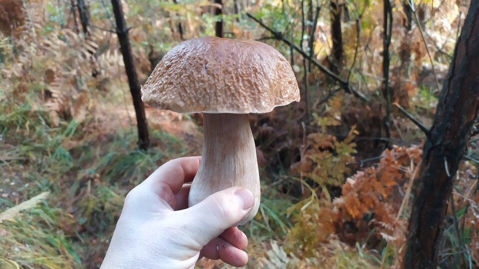 IMG_20241012_114303_1.jpg - VojtRes