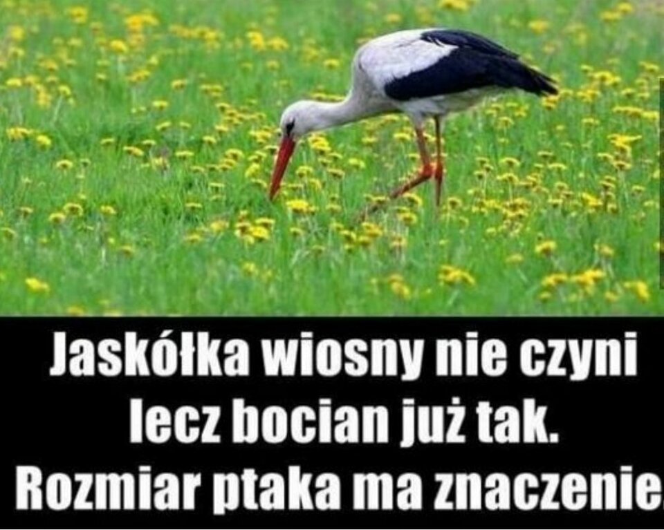 bocian03.jpg - kocurekAndy