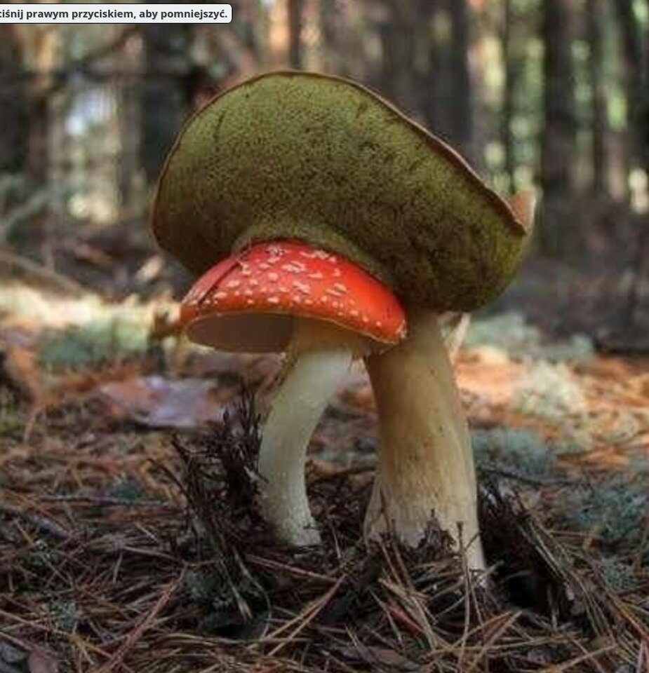 toksyczny związek 1.jpg - kocurekAndy