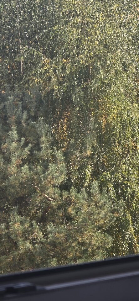 1000044501.jpg - Vaanilia