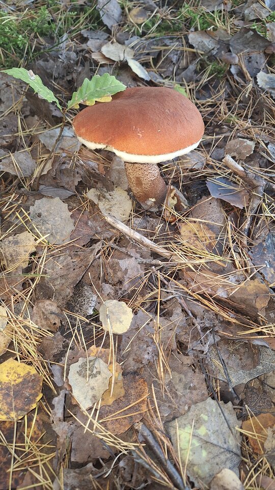 1000015455.jpg - Kalburator