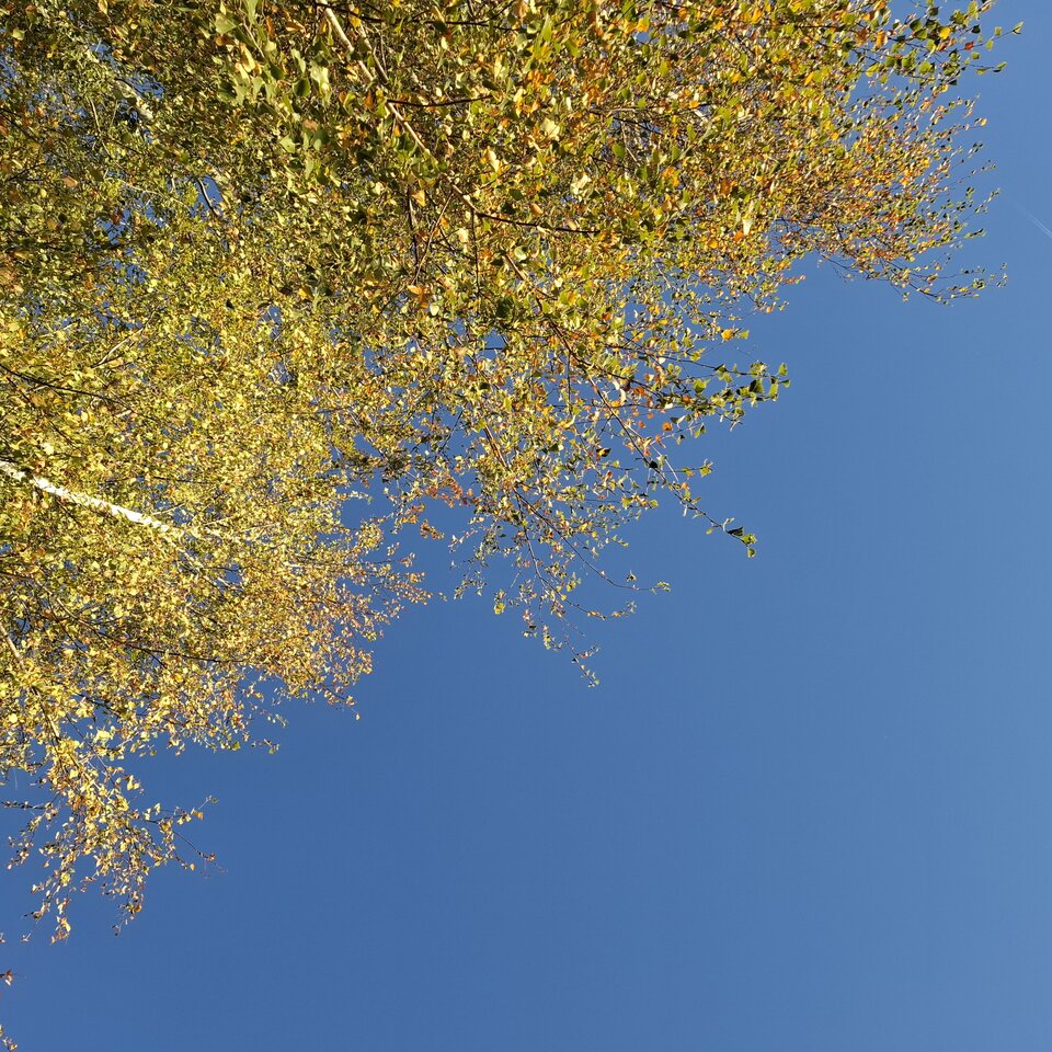 20241018_161220.jpg - WysokaKobieta