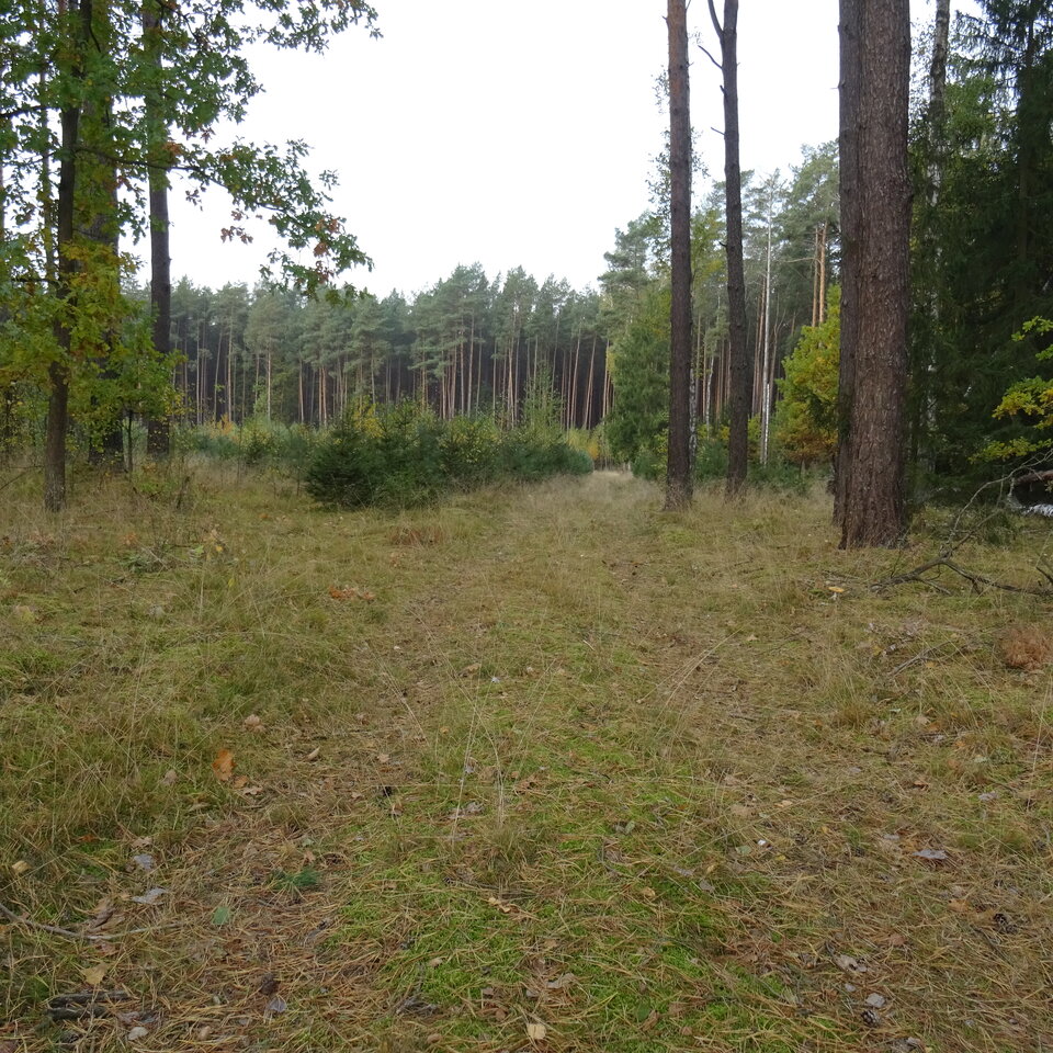 DSC03591.JPG - bojman8