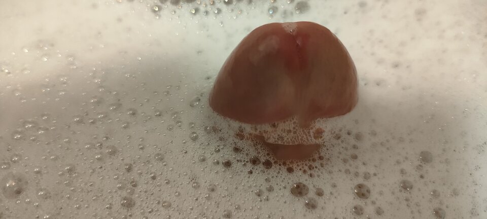 1000022655.jpg - Petko224