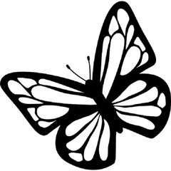 butterfly-top-view.jpg