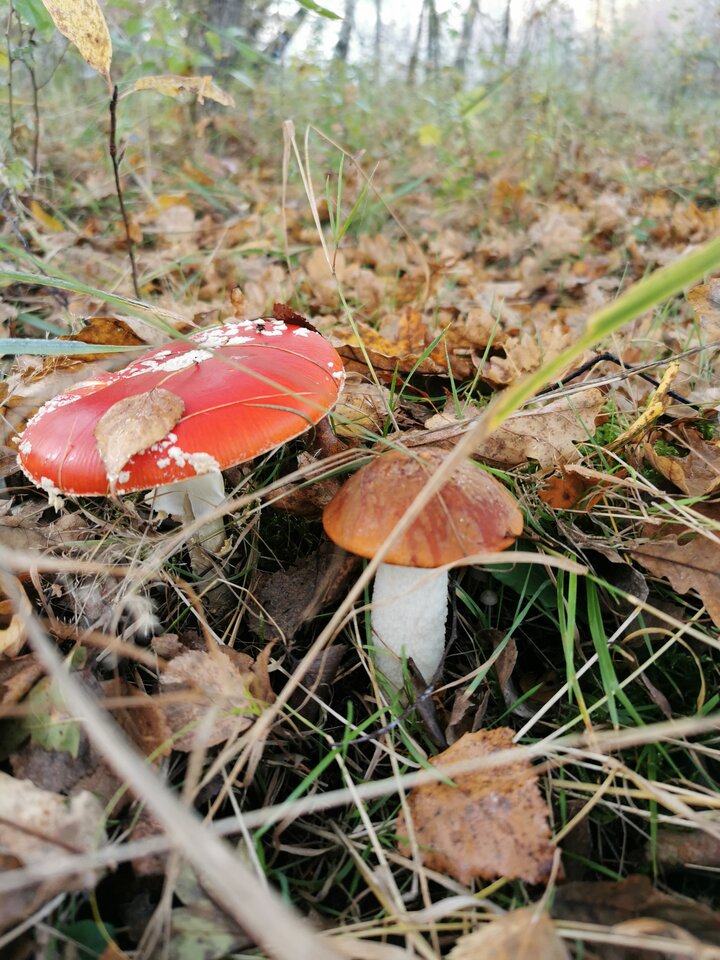 IMG_20241024_080902.jpg - Zi0001