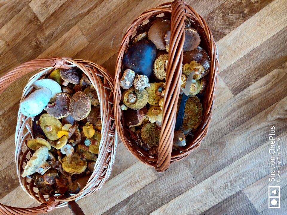 IMG_20241024_133306.jpg - maridamu1963