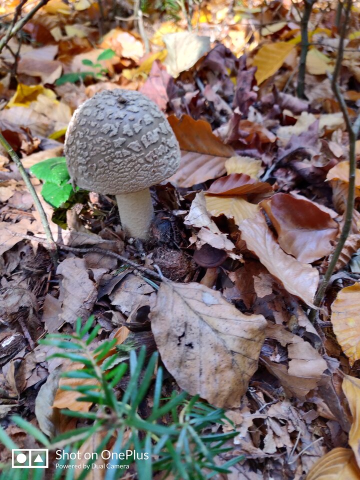 IMG_20241024_115306.jpg - maridamu1963