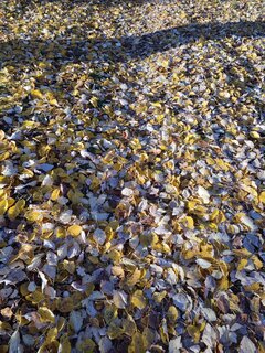 IMG_20241025_151829.jpg