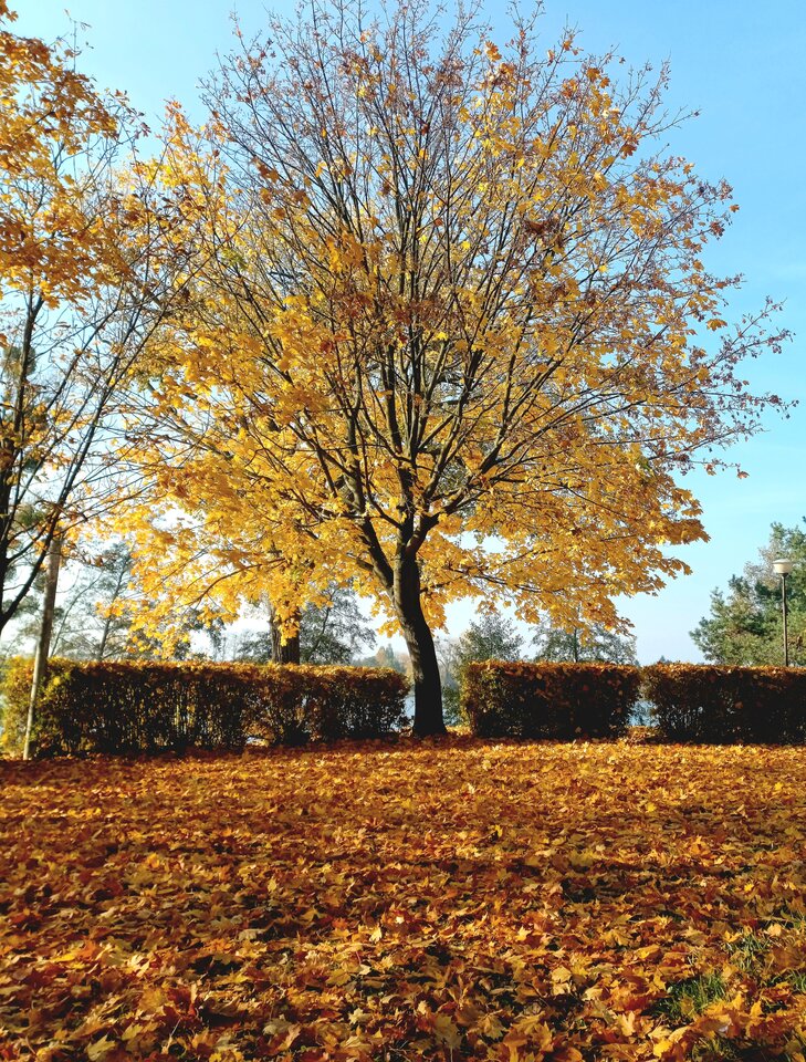 20241027_122507.jpg - Skorpion750