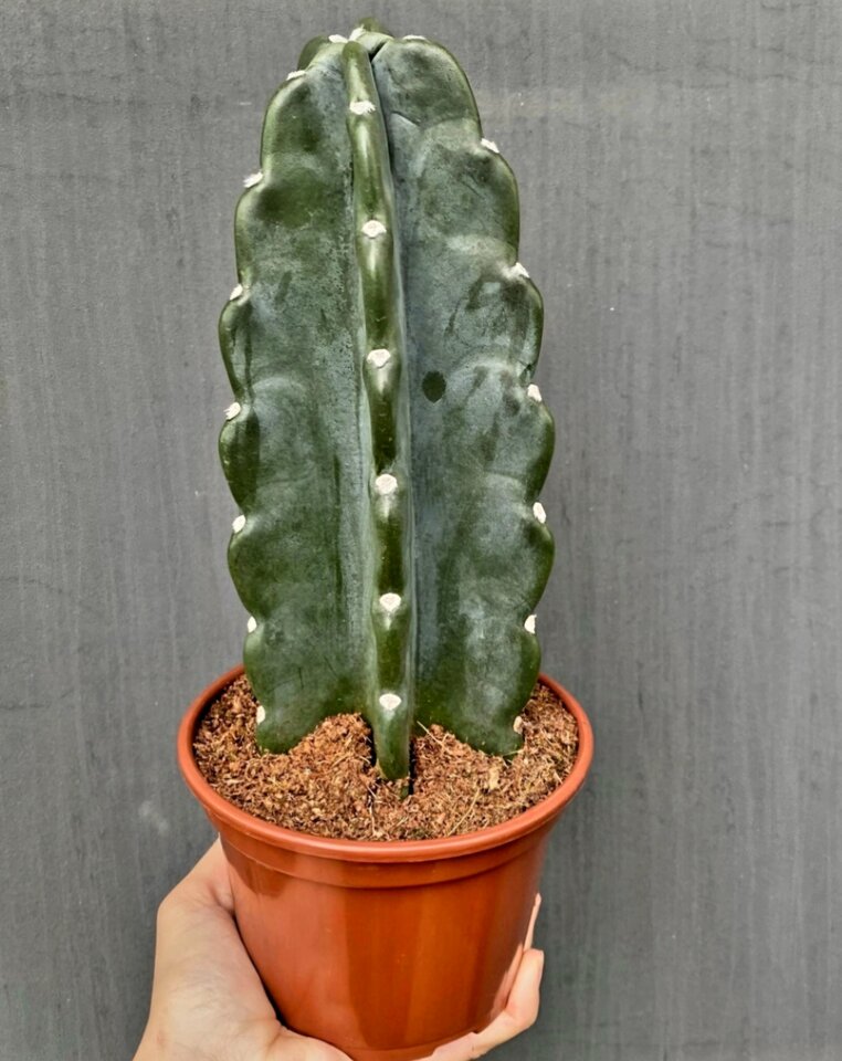 Cactus Cuddly jakby ktoś szukał bez kolców - kim3