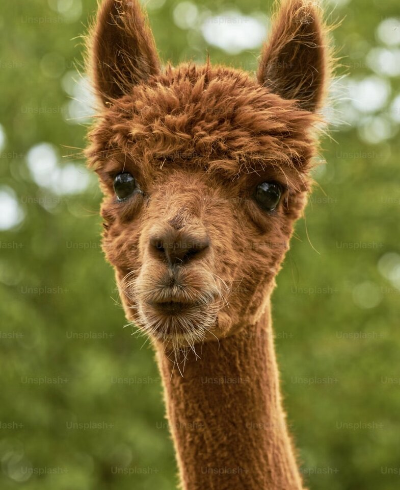 Screenshot_20241028_064056_Chrome.jpg - Annuszka7