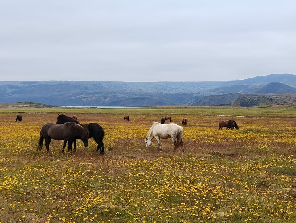 1000004349.jpg - Grzech820