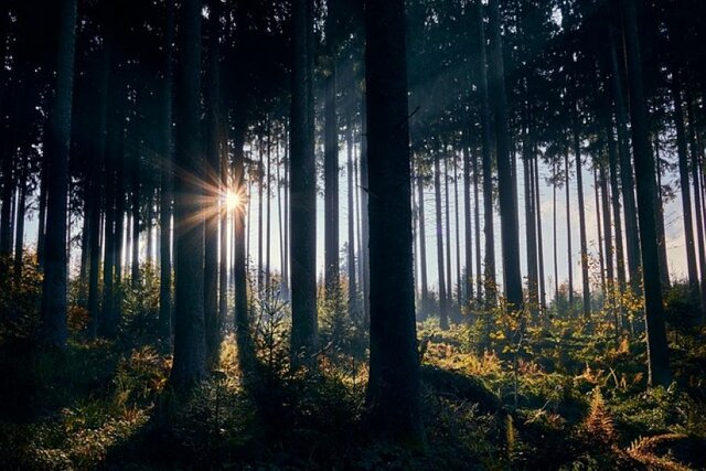 forest-3799243_640.jpg - Heorot