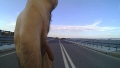 BOBROWNIKI - nad autostrada 20241028_1358.mp4_snapshot_00.37.041