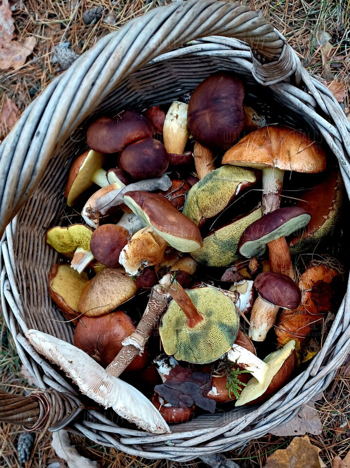 IMG-20241031-WA0001.jpg - wally77