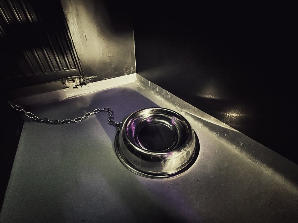 1730901268898.jpg - PURPUR_ZMYSLY