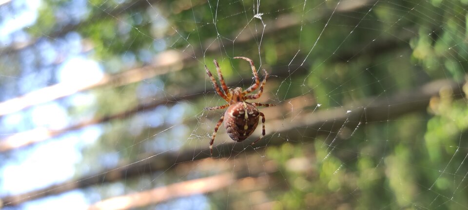 1000017616.jpg - nagig82