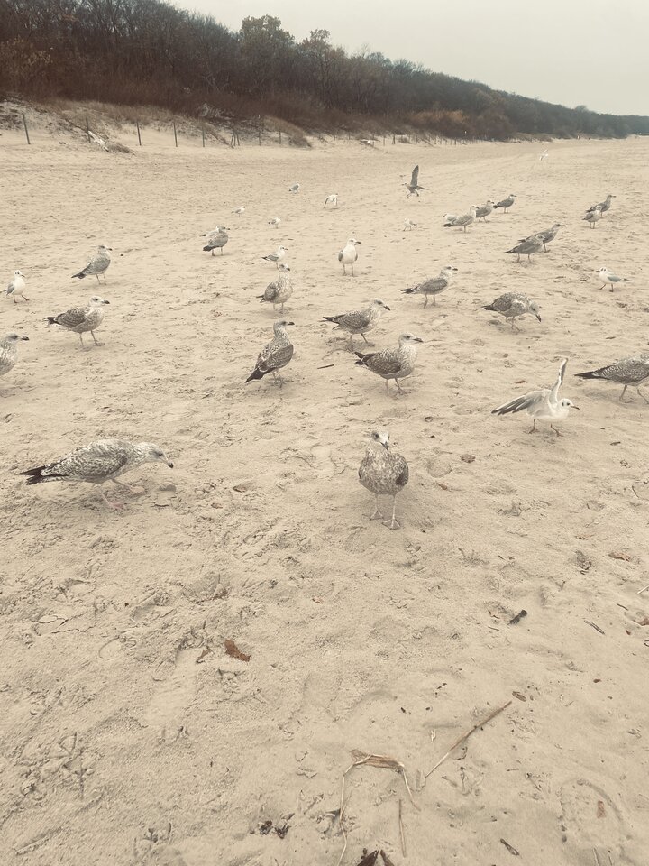 IMG_9341.jpeg - May_Day