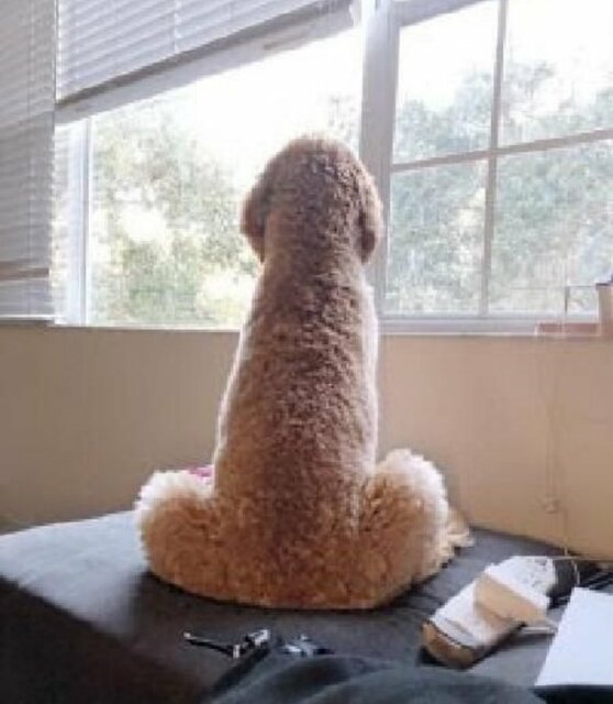 pies 01.jpg - kocurekAndy