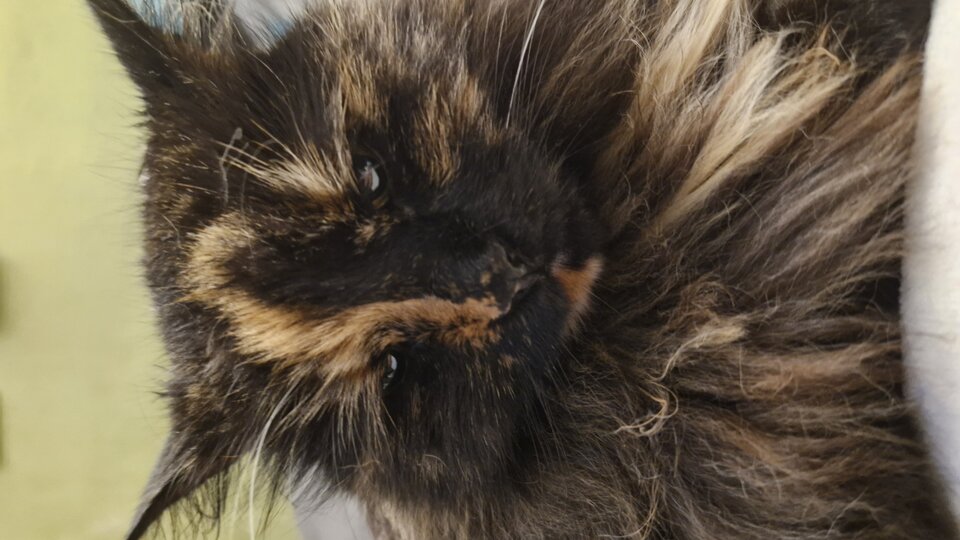 1000004225.jpg - gutek1234