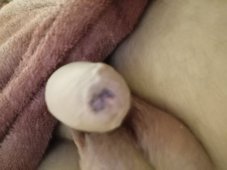 1000025466.jpg - Josephi