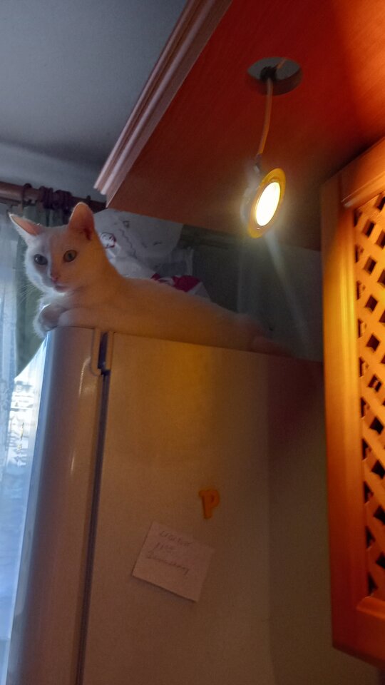 1000004691.jpg - pulchna65