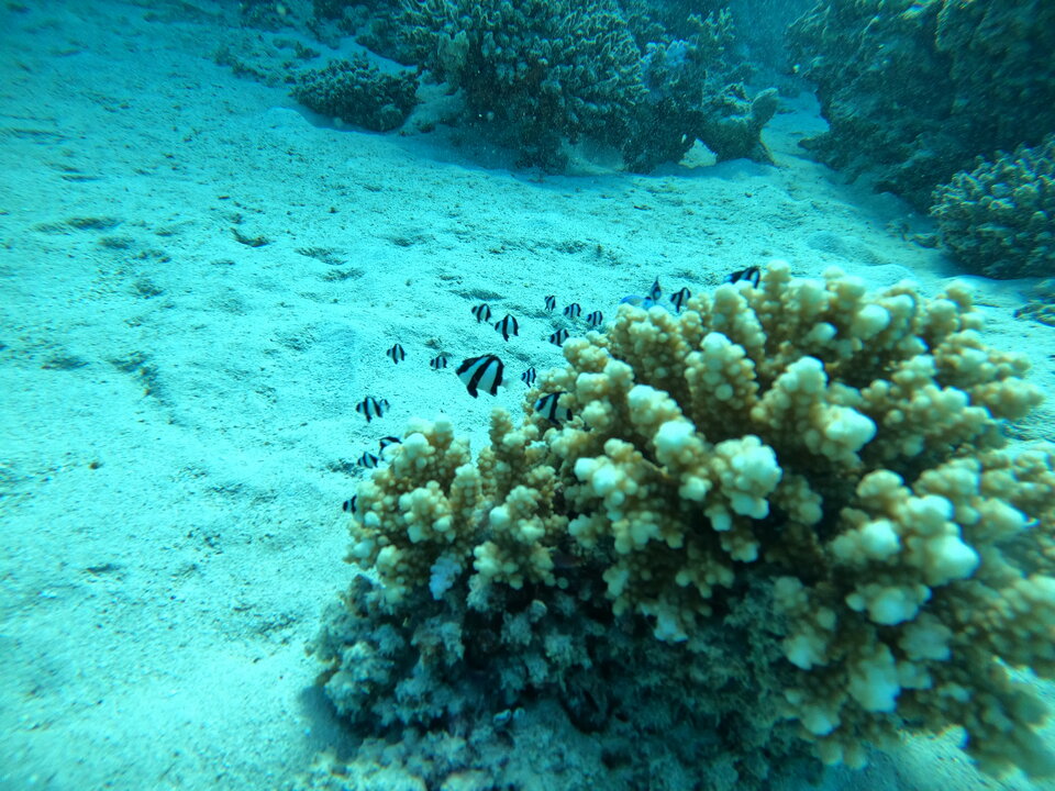 GOPR1754_ALTA2108322928314484323.JPG - arklip84