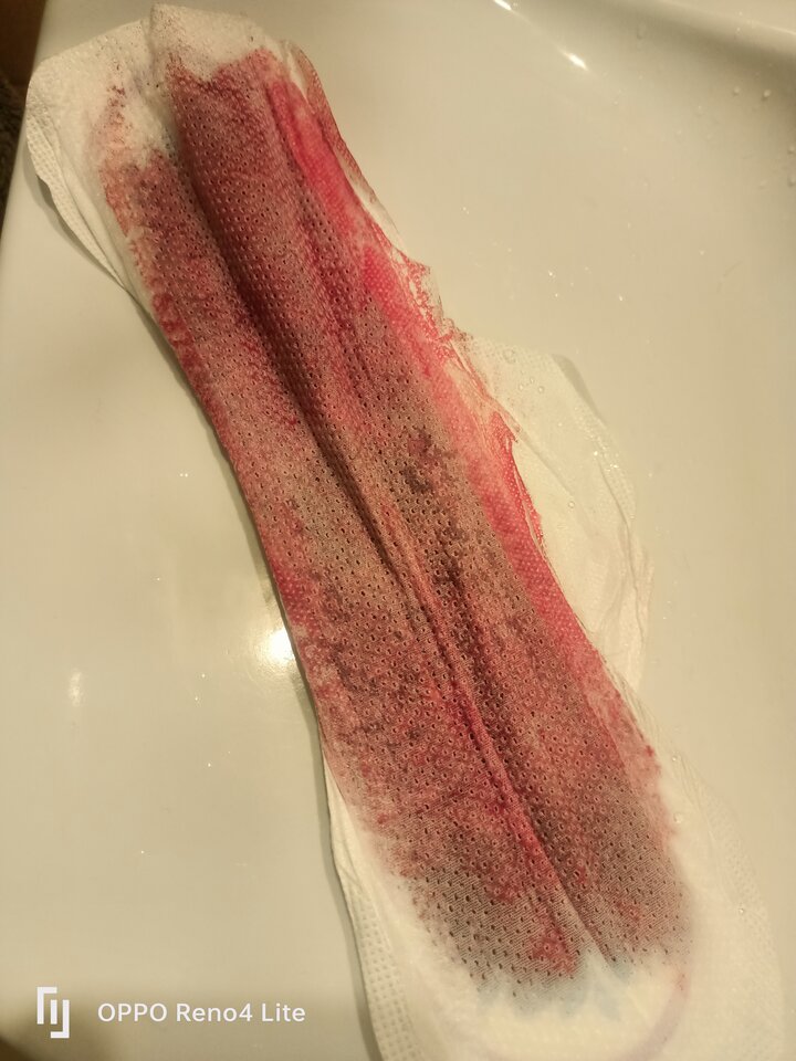 IMG20241201095355.jpg - rasowa_suka45