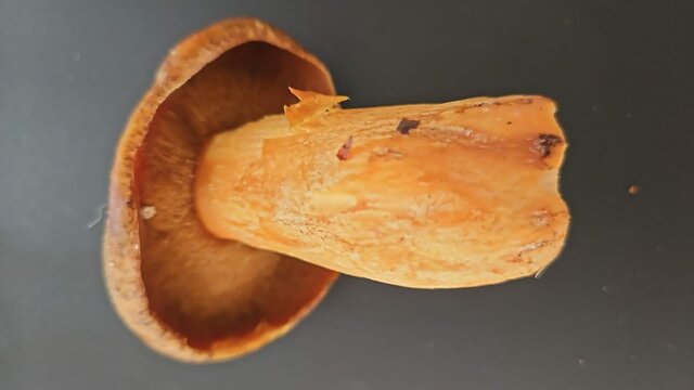 mezus_szuka_kochanki