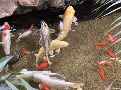 IMG_6132.jpeg