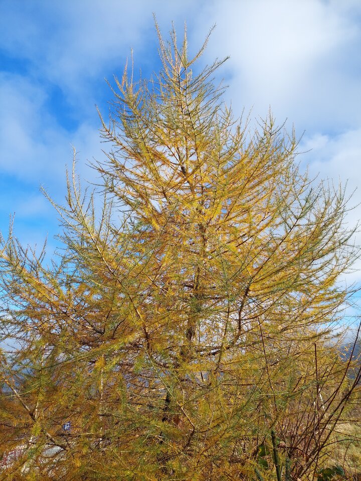 20241115_124328.jpg - torii99