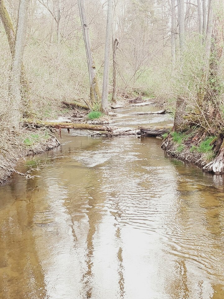 1000020919.jpg - dino8