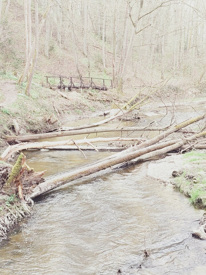 1000020917.jpg - dino8