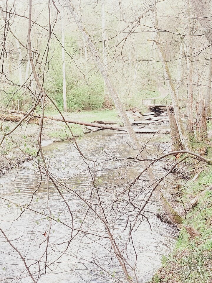 1000020918.jpg - dino8