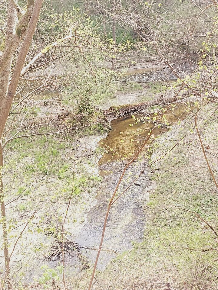 1000020932.jpg - dino8