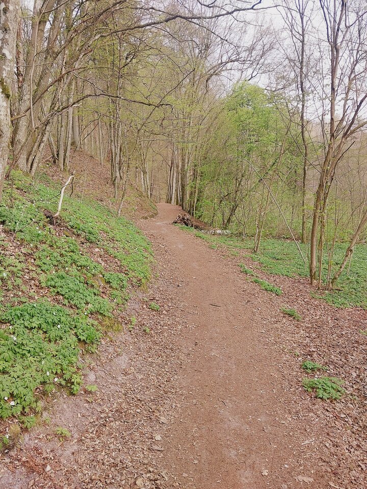 1000020934.jpg - dino8