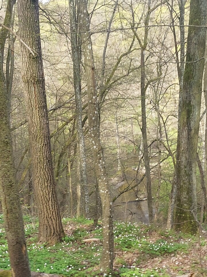 1000020909.jpg - dino8