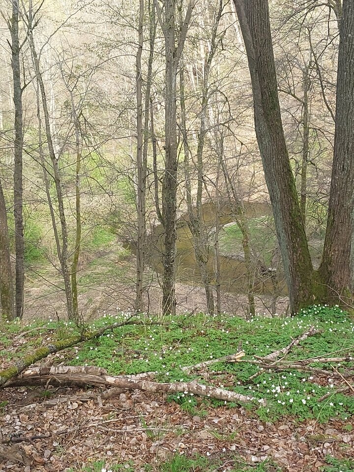 1000020908.jpg - dino8