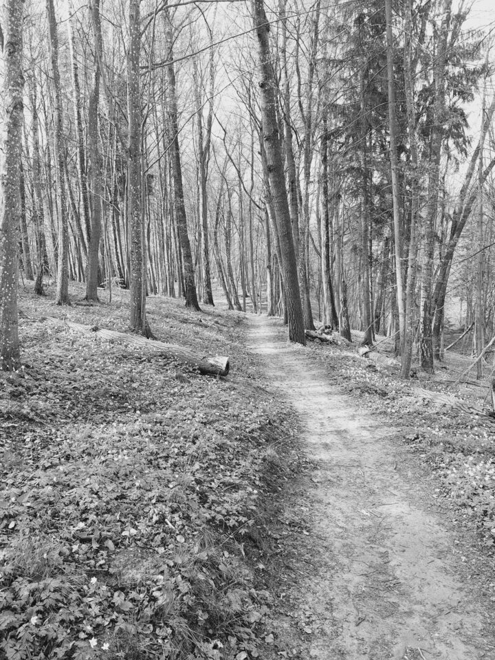 1000020907.jpg - dino8