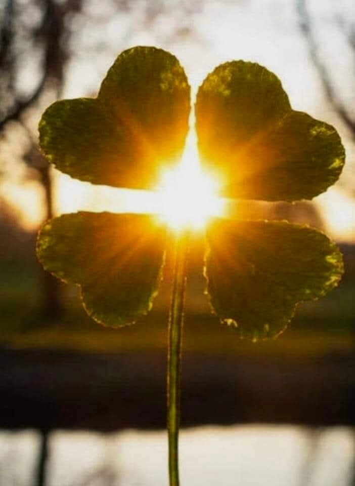 1000001198.jpeg - BASTET44