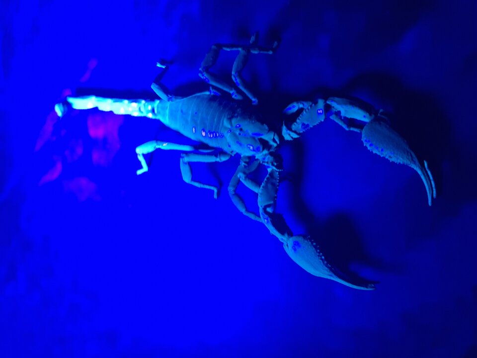 1000013968.jpg - LiLisicaTaPrawdziwa